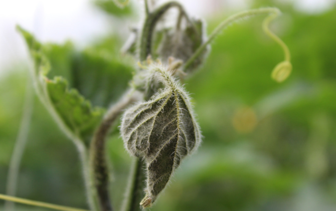 用病毒檢測(cè)儀為植物查明“病因”（植物病害檢測(cè)儀可以檢測(cè)哪些？）