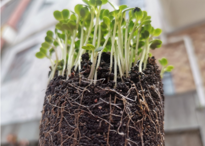 根系分析儀是什么？植物根系掃描系統(tǒng)可測量范圍介紹