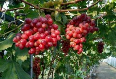 蔬果農(nóng)藥殘留檢測(cè)儀對(duì)鐵爐紅葡萄的檢測(cè) 蔬果農(nóng)藥殘留檢測(cè)儀對(duì)鐵爐紅葡萄的檢測(cè)