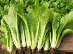 小白菜農殘含量農殘快速檢測儀器檢測 小白菜農殘含量農殘快速檢測儀器檢測