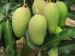 快速農(nóng)藥殘留檢測儀提高景東芒果農(nóng)殘檢測速率 快速農(nóng)藥殘留檢測儀提高景東芒果農(nóng)殘檢測速率