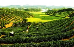 農(nóng)產(chǎn)品農(nóng)藥殘留快速檢測設備農(nóng)殘檢測 農(nóng)產(chǎn)品農(nóng)藥殘留快速檢測設備農(nóng)殘檢測
